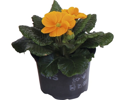 Kussensleutelbloem FloraSelf Primula acaulis Ø 11 cm pot willekeurige variëteitselectie
