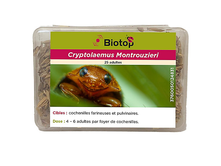 Coccinelles Cryptolaemus Biotop (25 adultes)