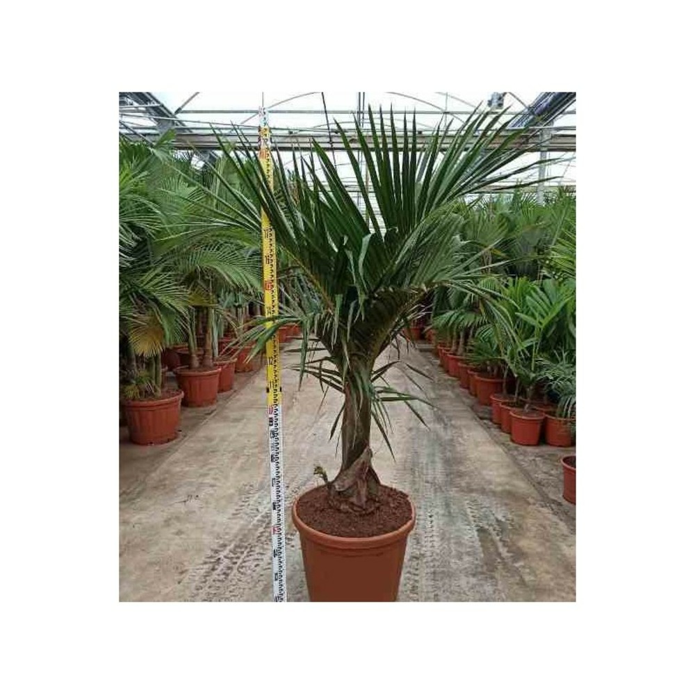 Hyophorbe verschaffeltii ( palmiste marron, palmier bouteille) taille pot de 80l - 150/175cm