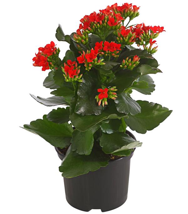 Flammendes Käthchen - Kalanchoe blossfeldiana