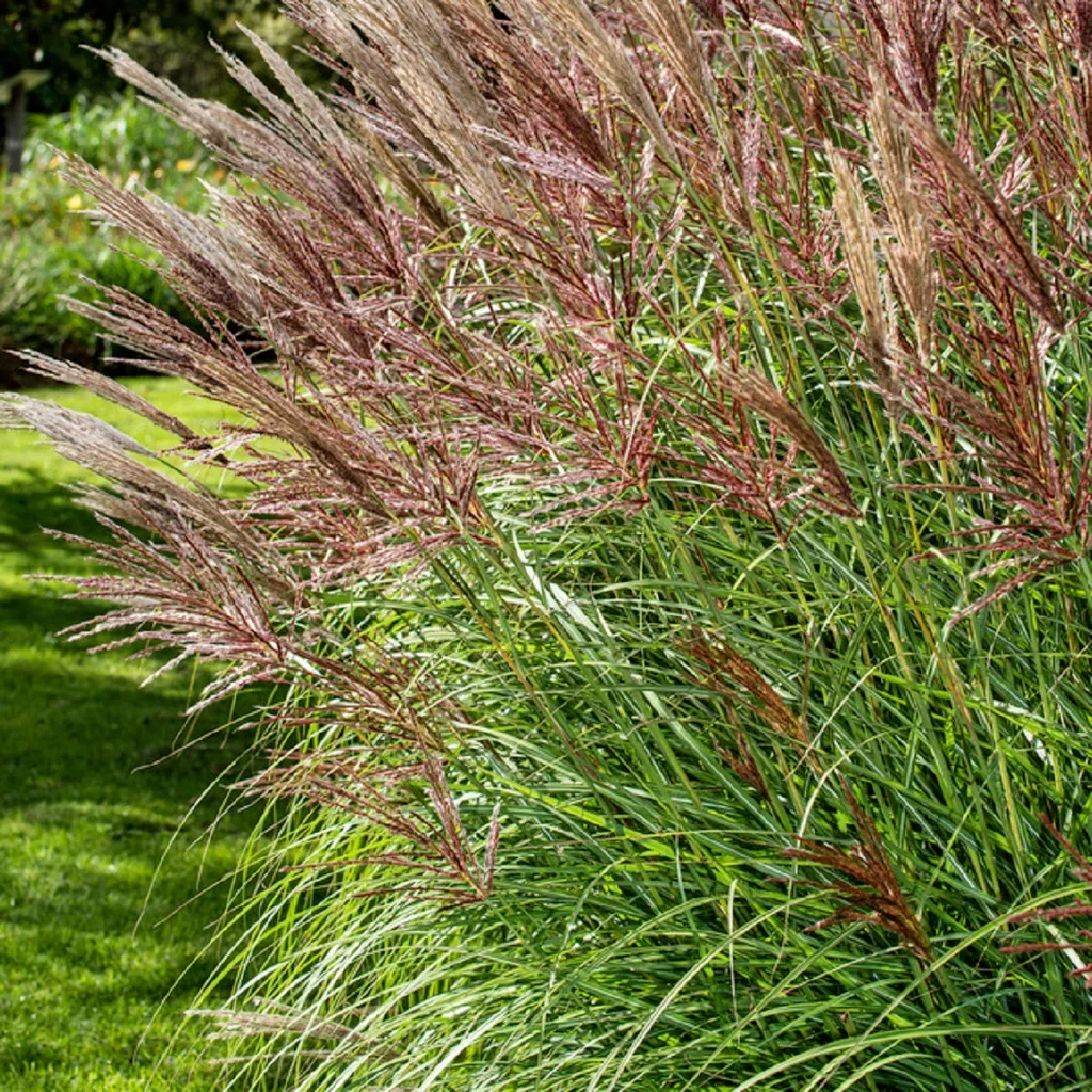 Miscanthus sinensis 'Red Chief' Silkekinagress 'Red Chief' Ø29 cm