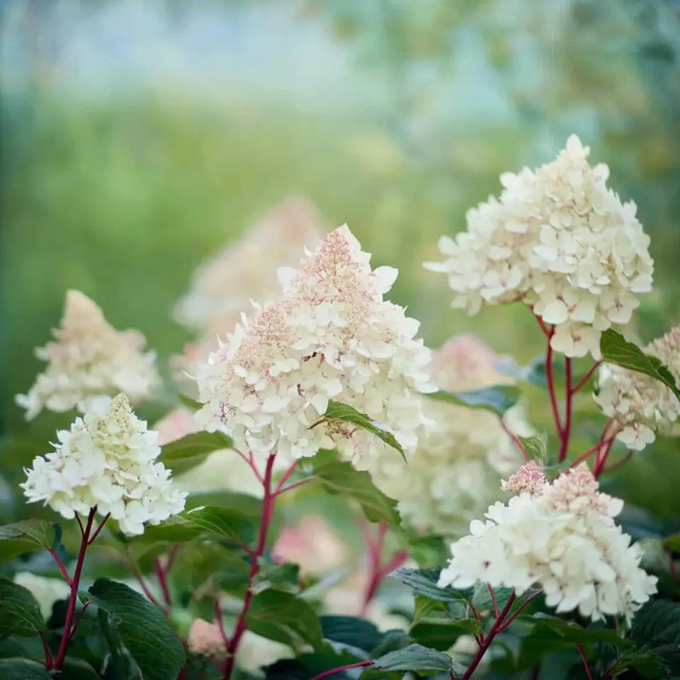 Pluimhortensia - Hydrangea paniculata 'Early Harry' - Hoogte 25-40cm - ⌀19cm