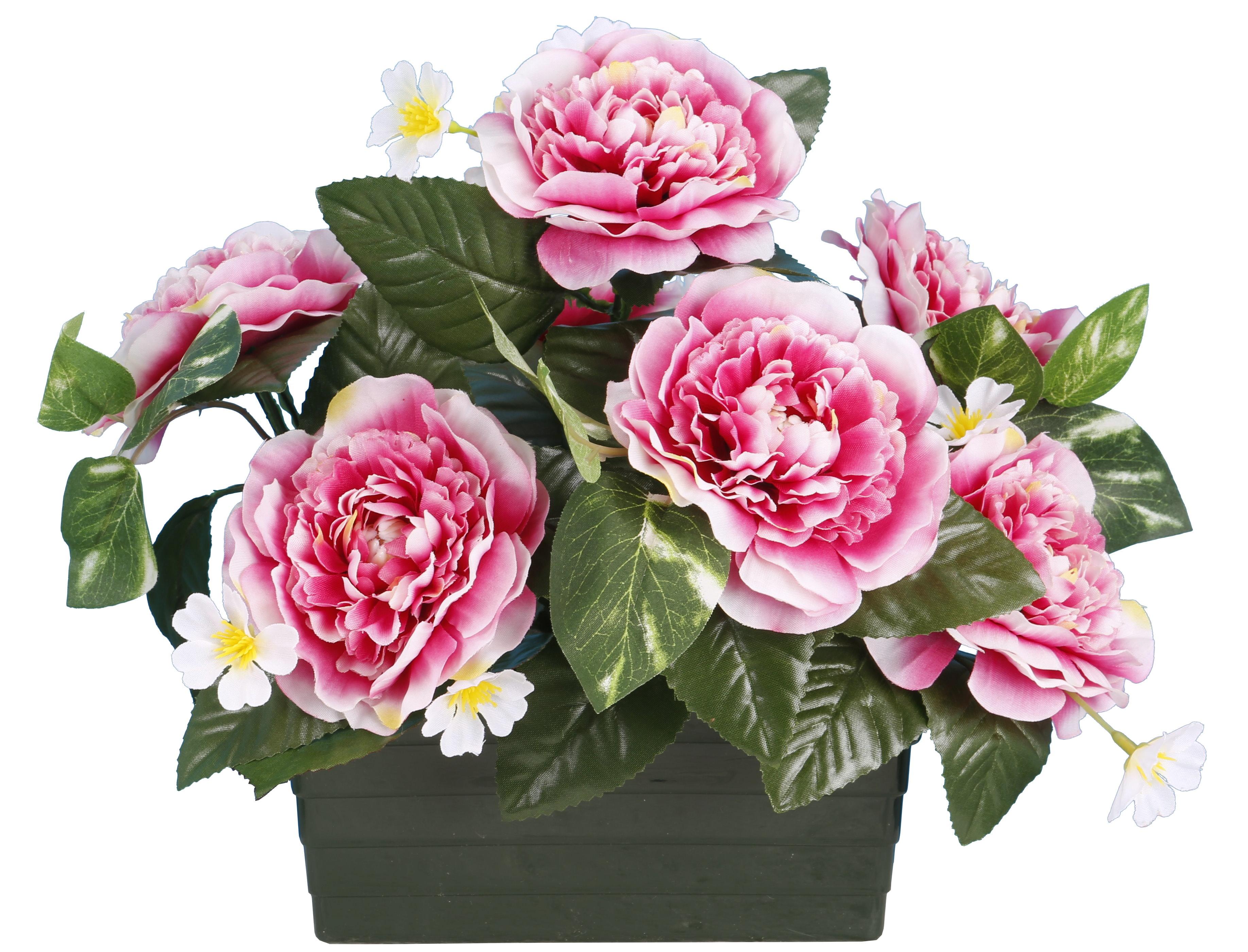 JARDINIERE CAMELIAS