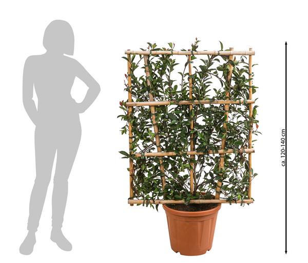 Purpur-Glanzmispel 'Robusta Compacta', ca.