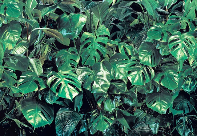 Komar Fototapete »Verdure - Grösse 368 x 254 cm« bedruckt glatt Wohnzimmer, Schlafzimmer