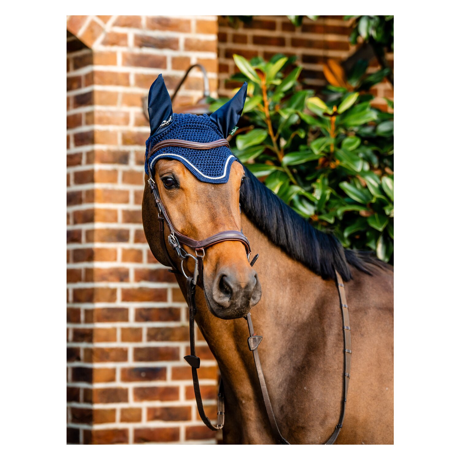HORSEWARE Signature Fliegenohren  - navy - VB/WB