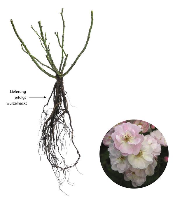 Ramblerrose 'Perennial Blush®'