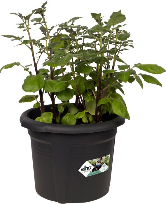 Elho kweekbak Green Basics zwart D 32,2 H 25,7 cm