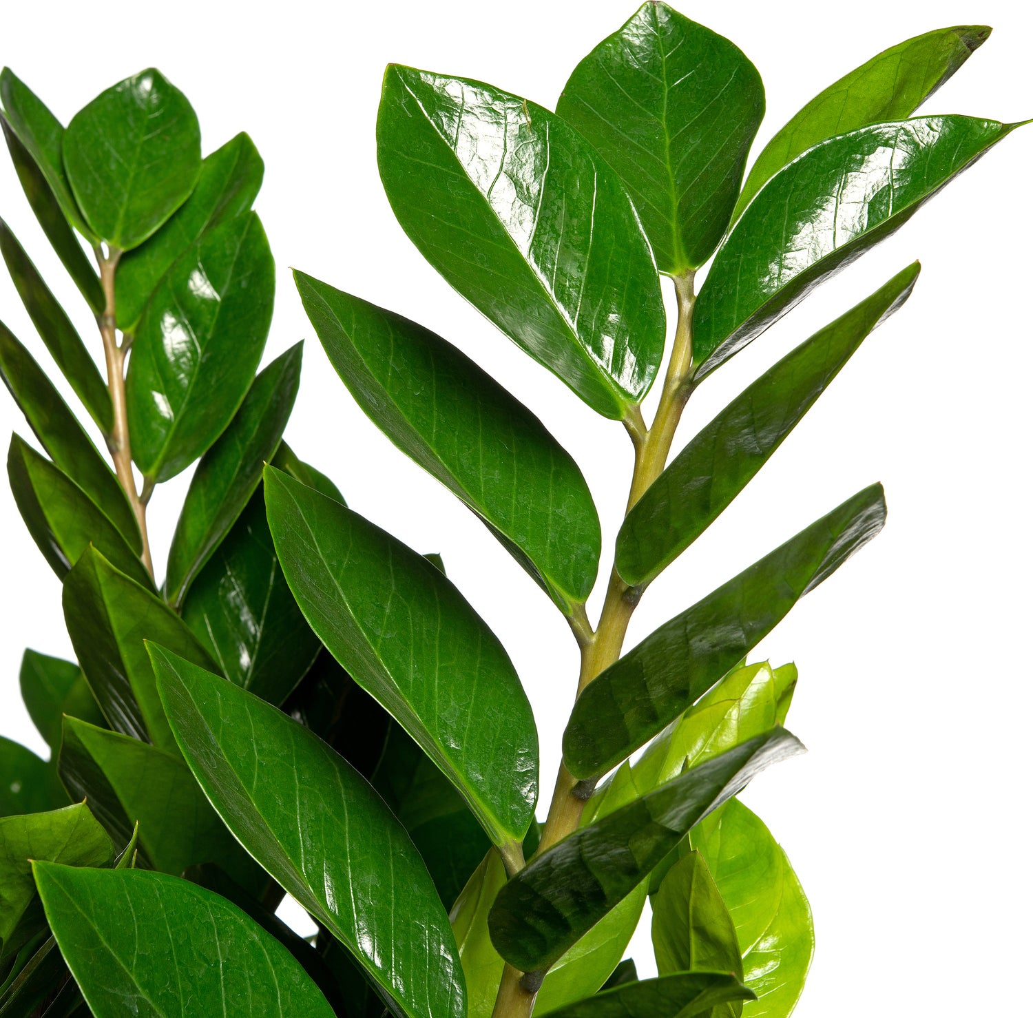 Zamioculcas (Zamioculcas zamiifolia) D 40 H 100 cm