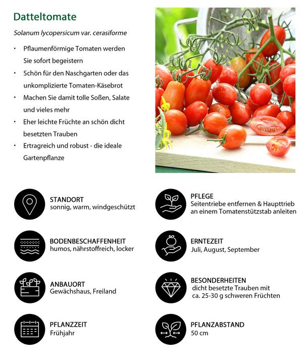 Datteltomate, rot