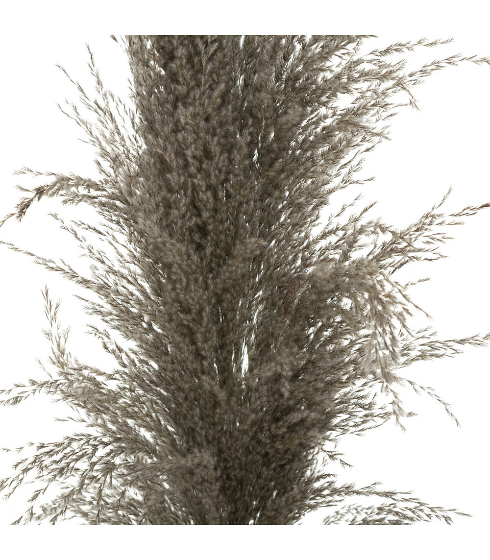 Set de 3 branches de pampa séchée brune h 109 cm
