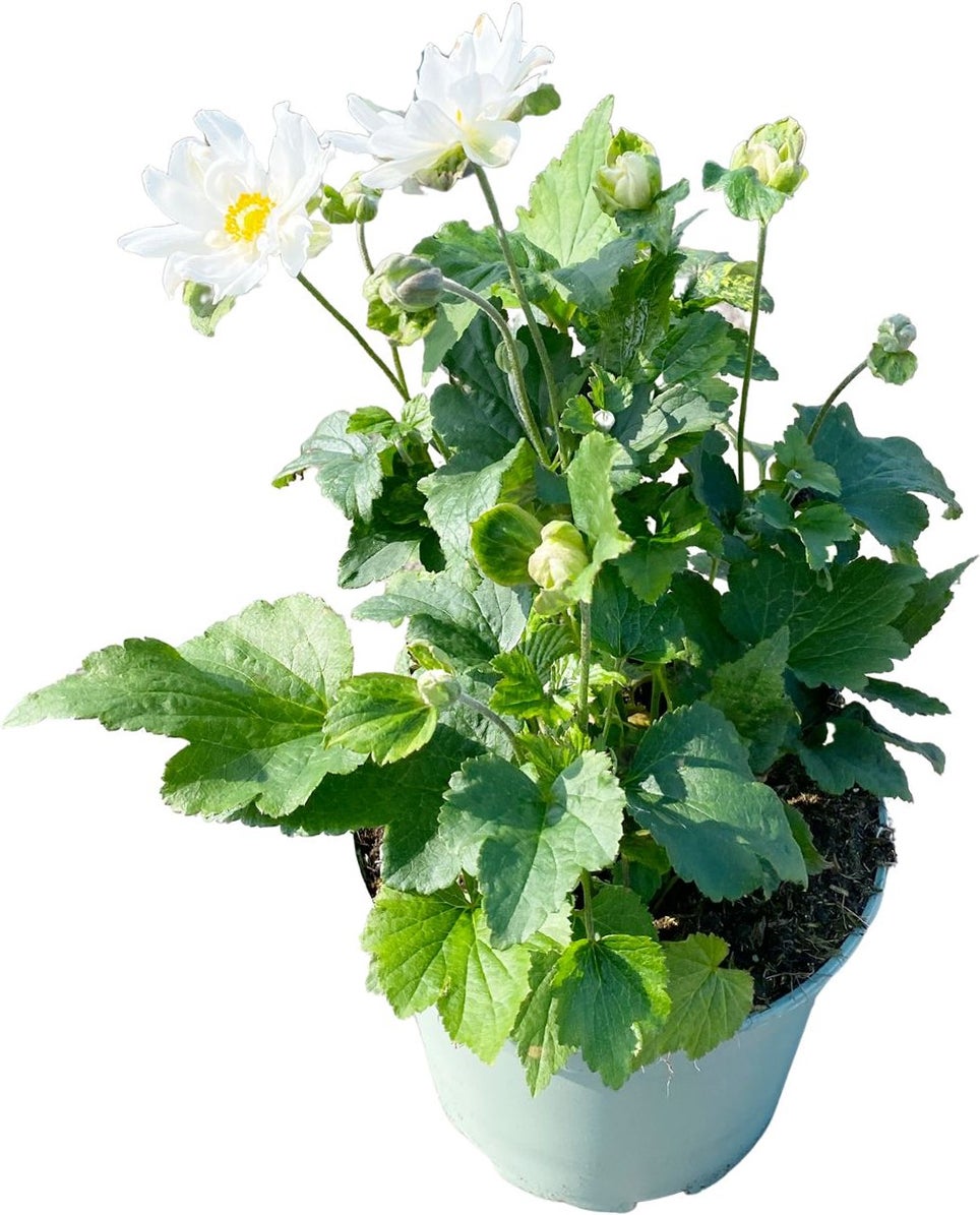 Herfstanemoon (Anemone hupehensis 'Fantasy Double White') D 17 H 50 cm