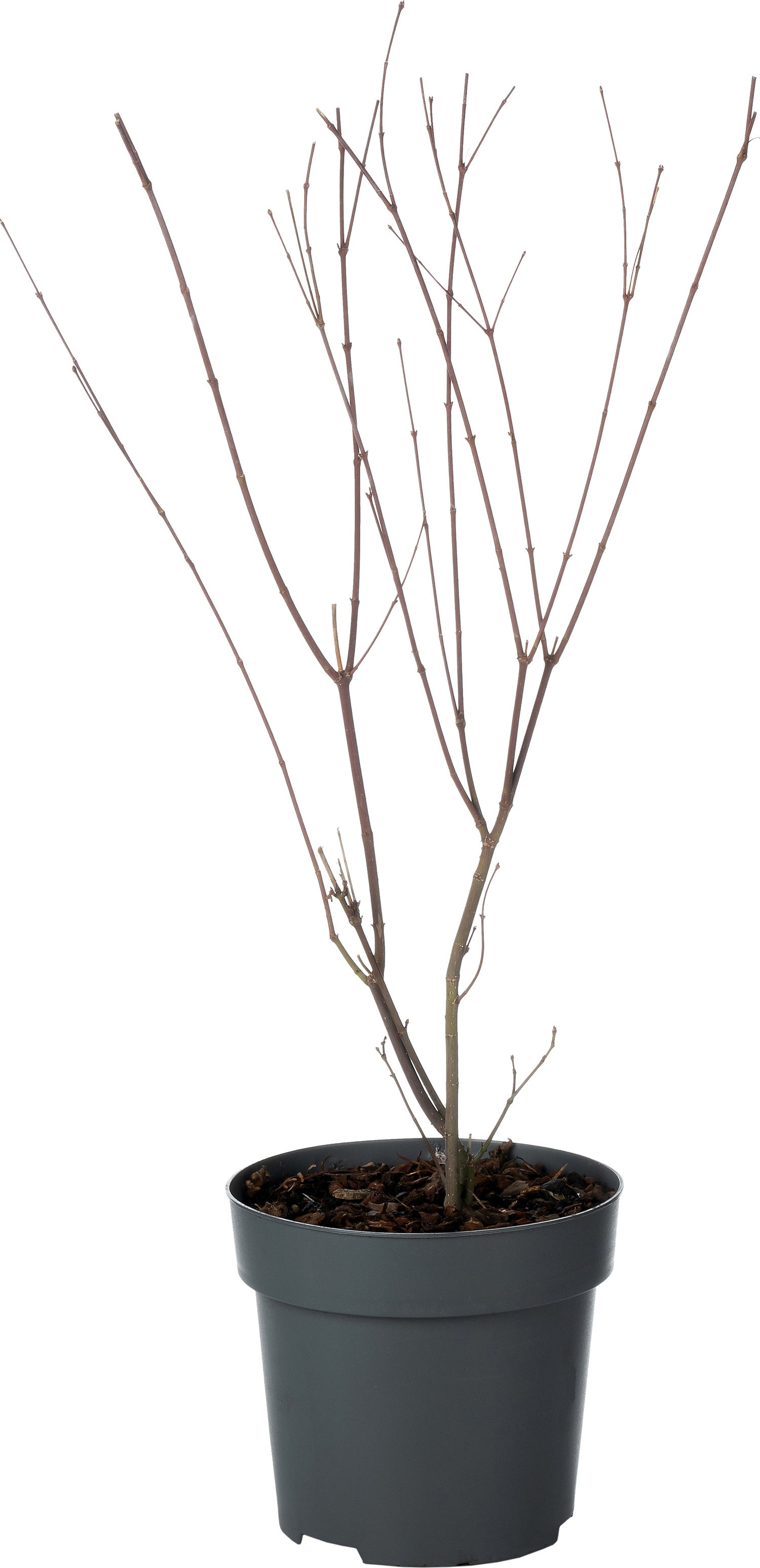 Japanse Esdoorn (Acer palmatum 'Redwine') D 19 H 45 cm