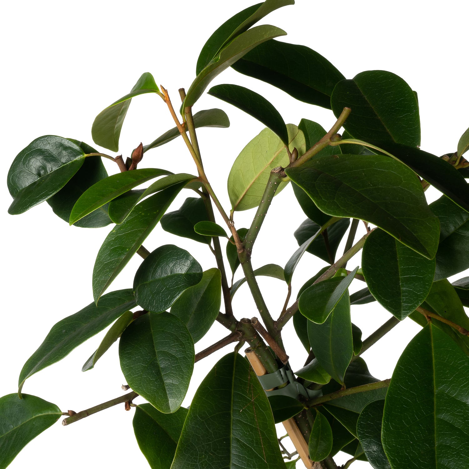 Bananenstruik (Michelia 'Fairy Magnolia Blush'®) D 19 H 60 cm