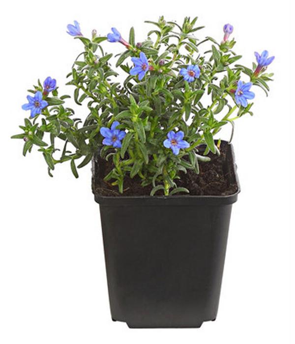 Bio Steinsame 'Heavenly Blue'