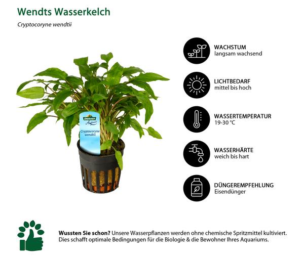 Dehner Aqua Wendts Wasserkelch - Cryptocoryne