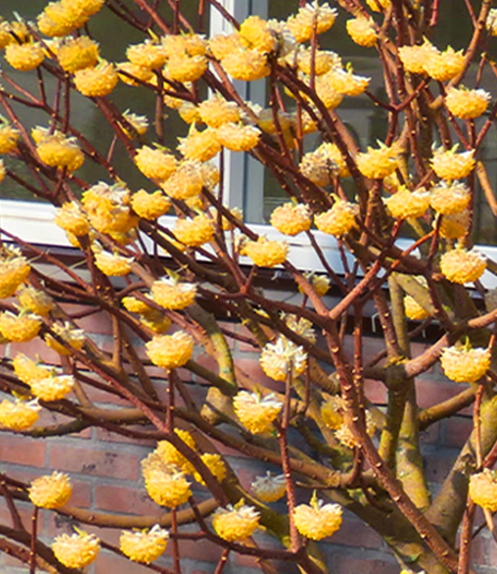 Winterblüher Edgeworthia Grandiflora