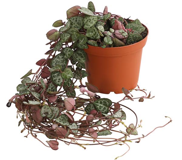 Leuchterblume - Ceropegia woodii, Ampel