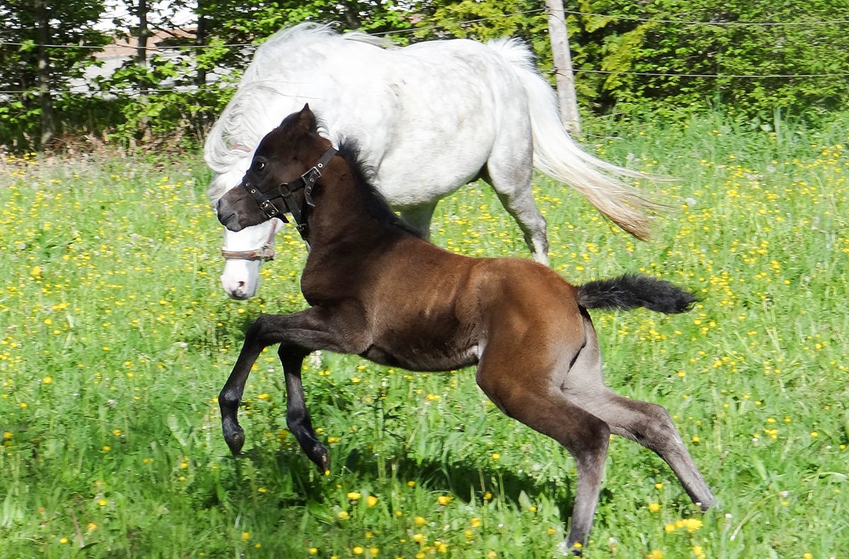 Reiten Schnupperkurs Diebach