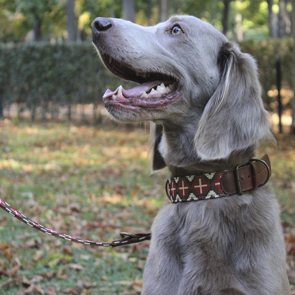 Coleira artesanal para cães Barking Gaucho Milu