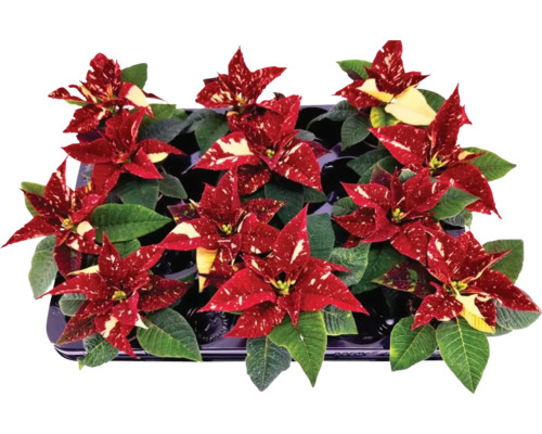 Mini Poinsettia Primero FloraSelf Euphorbia pulcherima Ø 6 cm pot