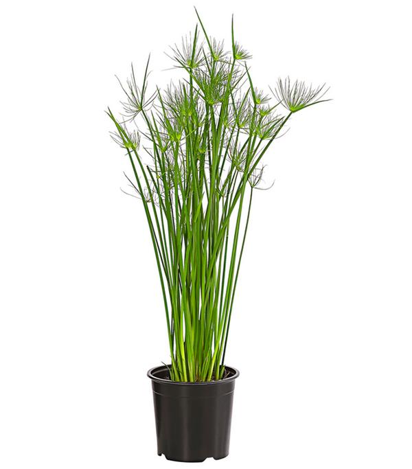 Zypergras - Cyperus haspan