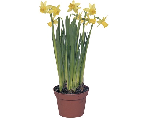 Narcis, Paasklokje Narcissus pseudonarcissus Ø 10,5 cm pot