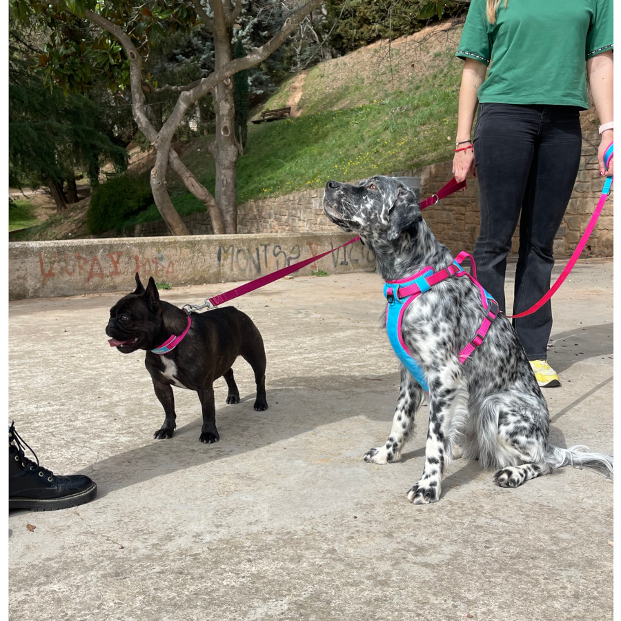 Guia refrescante para cães Freedog Cool Pro Tech Fuchsia