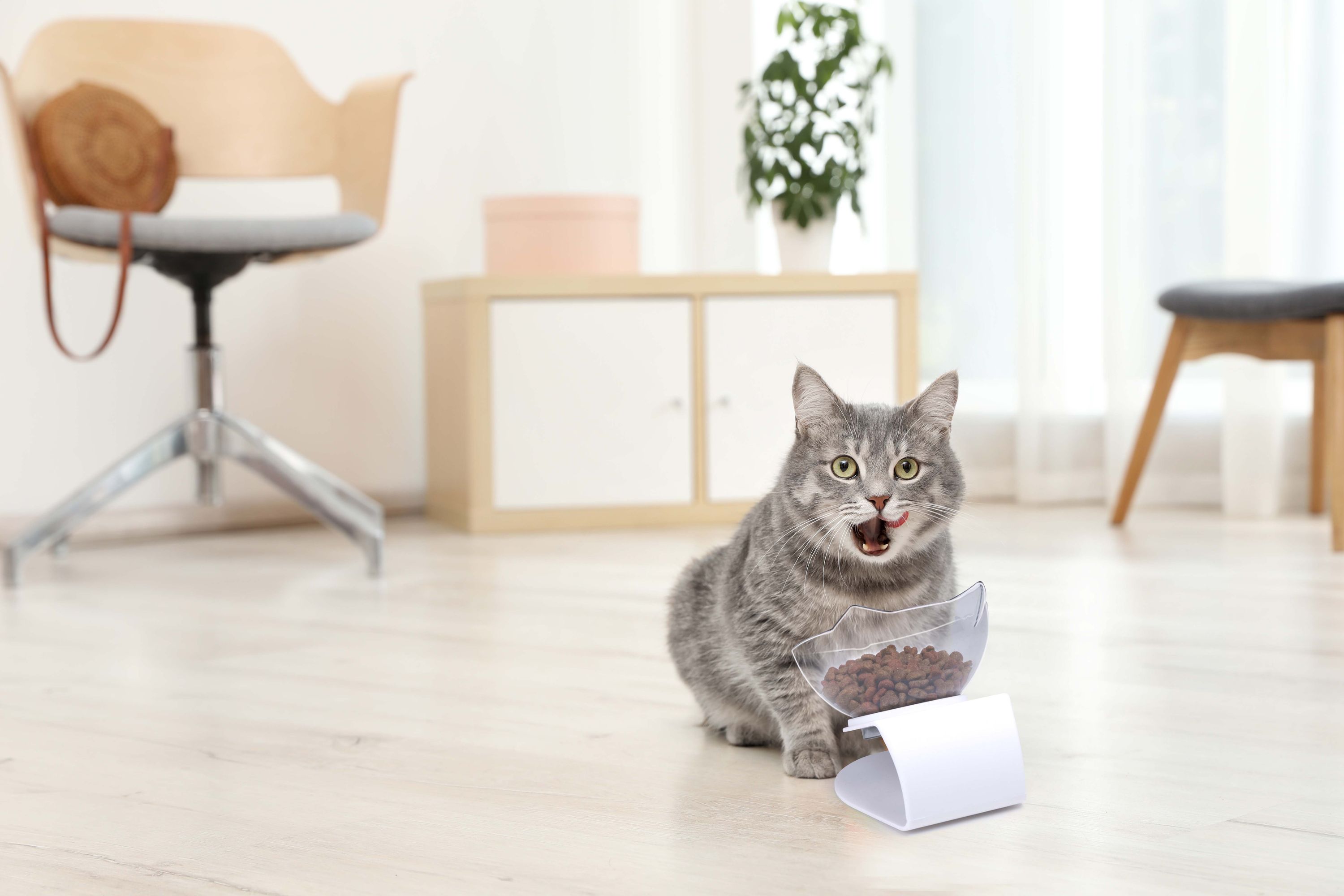 Futternapf für Katzen mit Neigung 350 ml