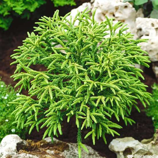 Cryptomeria japonica 'Little Champion' H40/50 cm- pot 5L