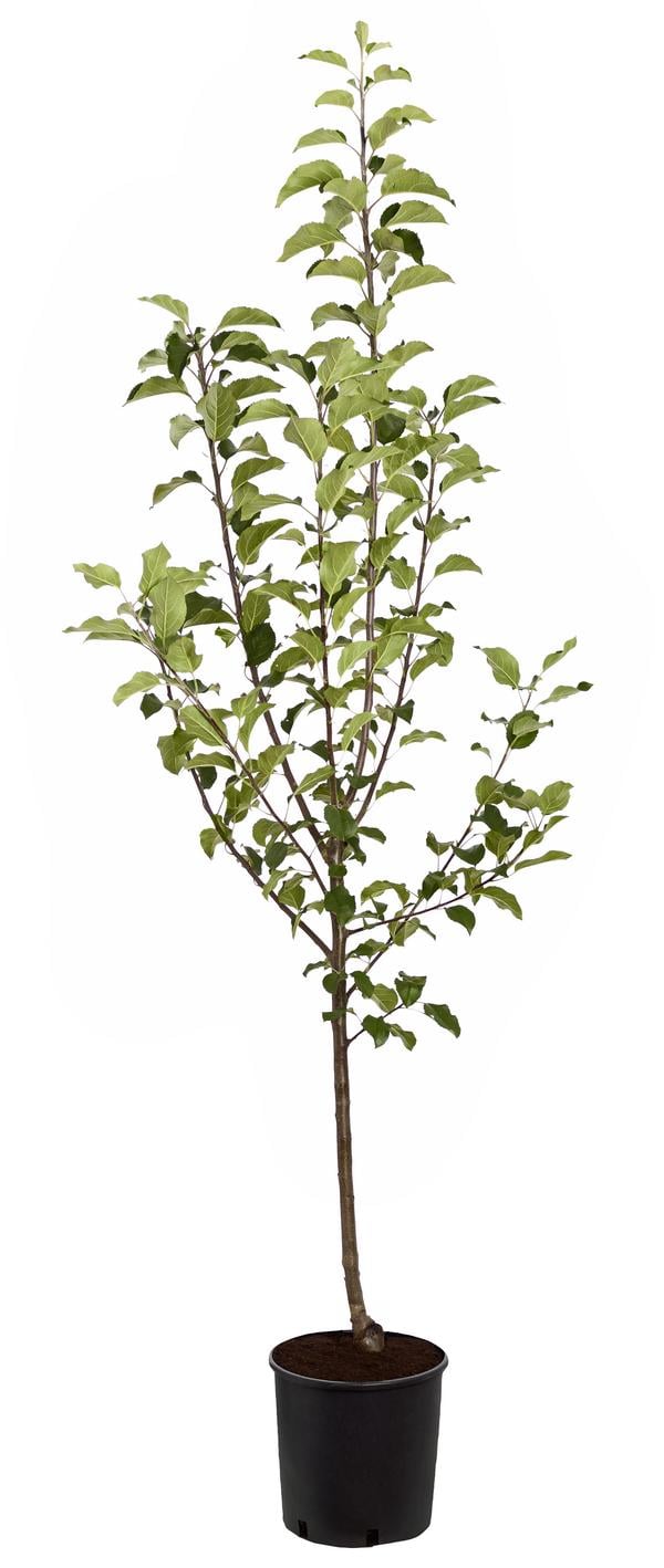 Herbstapfel 'Rubinola'