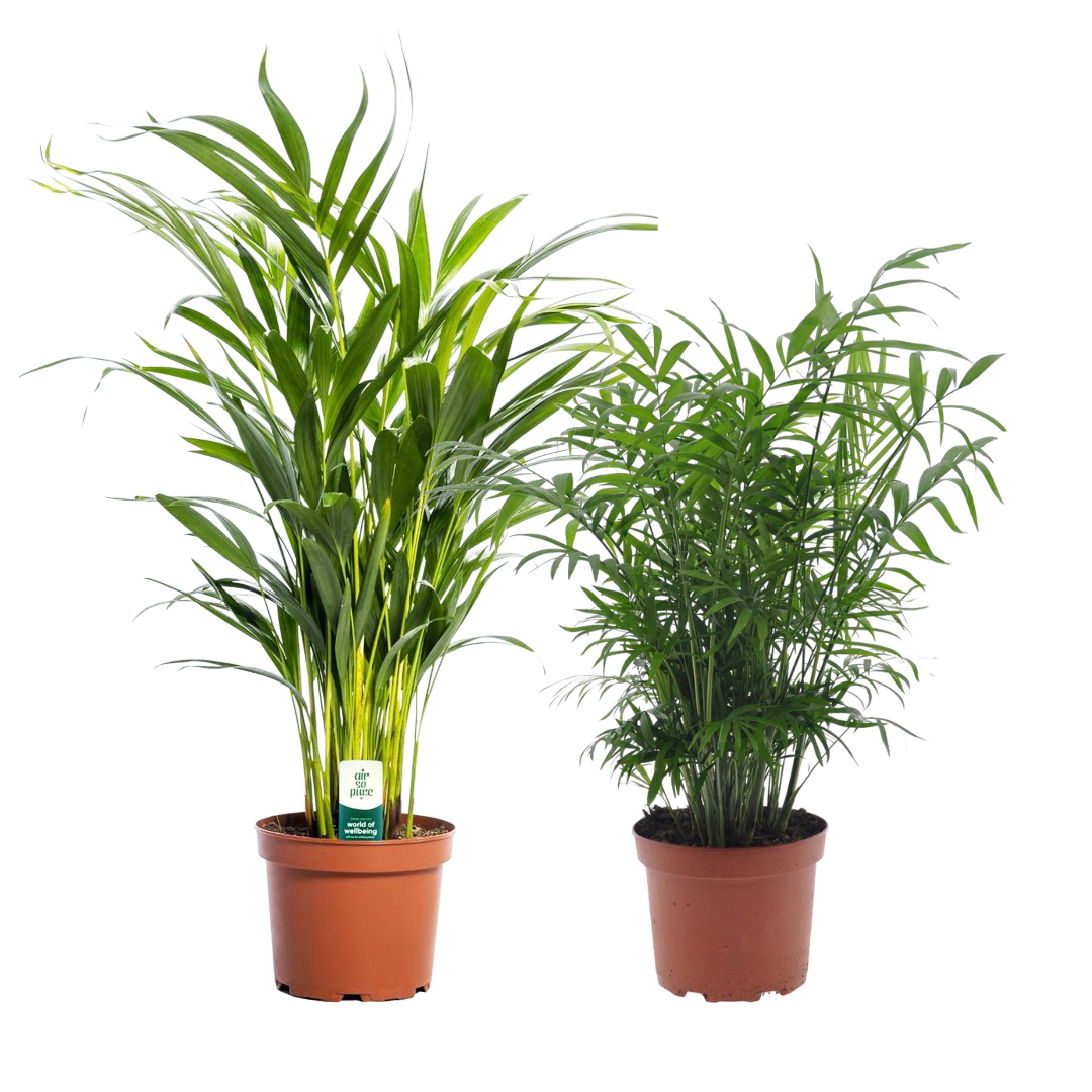 Areca, chamaedorea - mélange de 2 - pot 17cm - hauteur 50-70cm