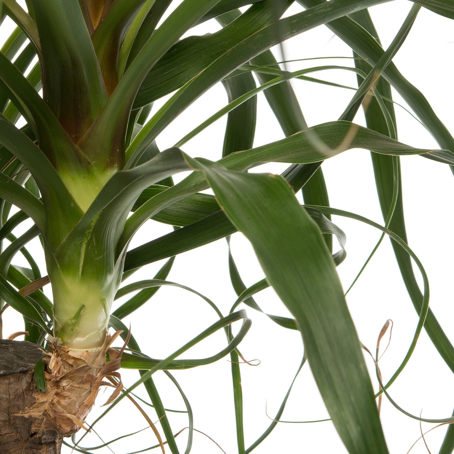 Olifantenpoot (Beaucarnea 'Maya Palm') D 24 H 85 cm