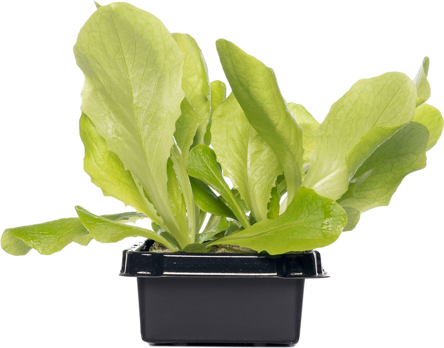 Glassla (Lactuca Sativa Type)