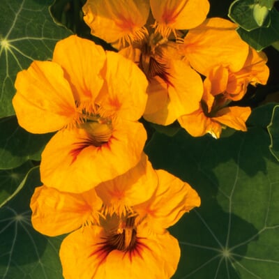 Blumensamen Historische Kapuzinerkresse