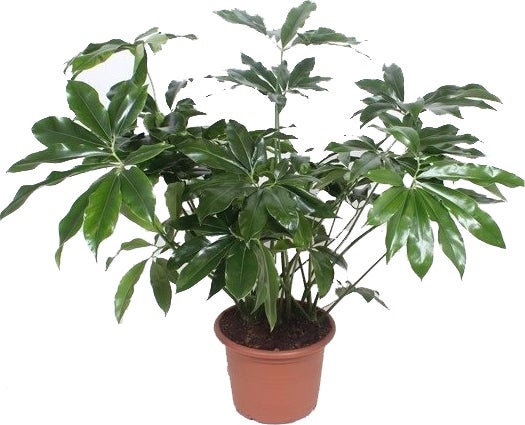 Philodendron (Philodendron 'Green Wonder') D 45 H 130 cm