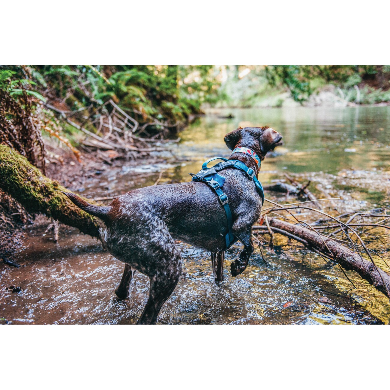 Kurgo Journey Air Hundegeschirr blau/ grau S