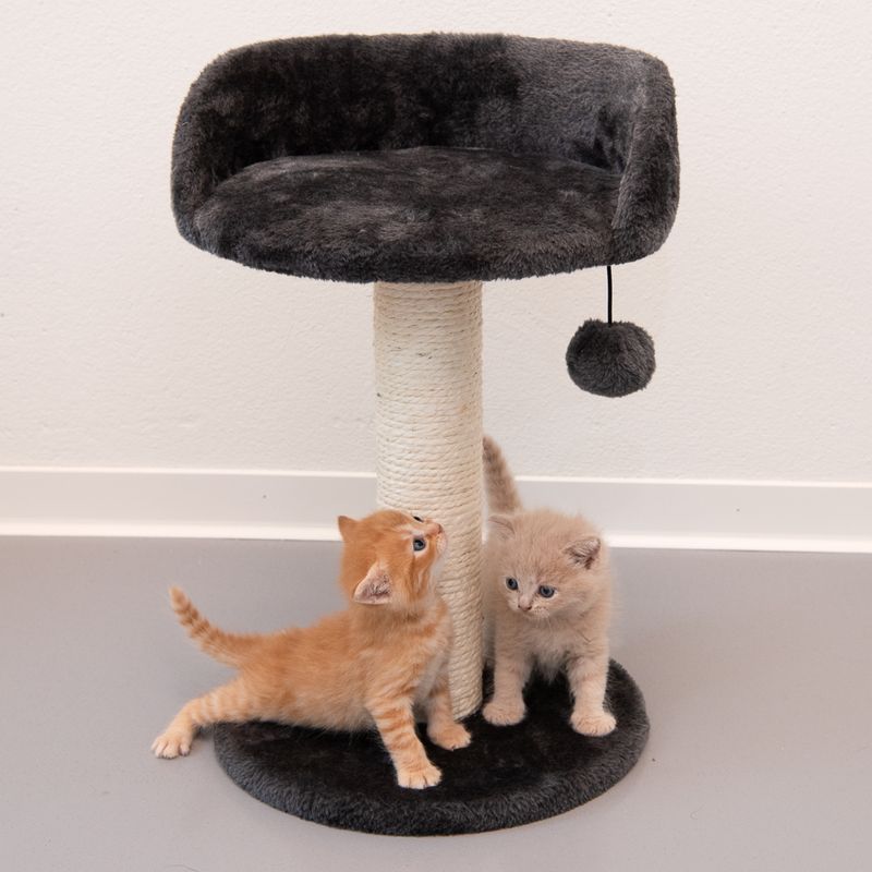 Arbre à chat Enio
