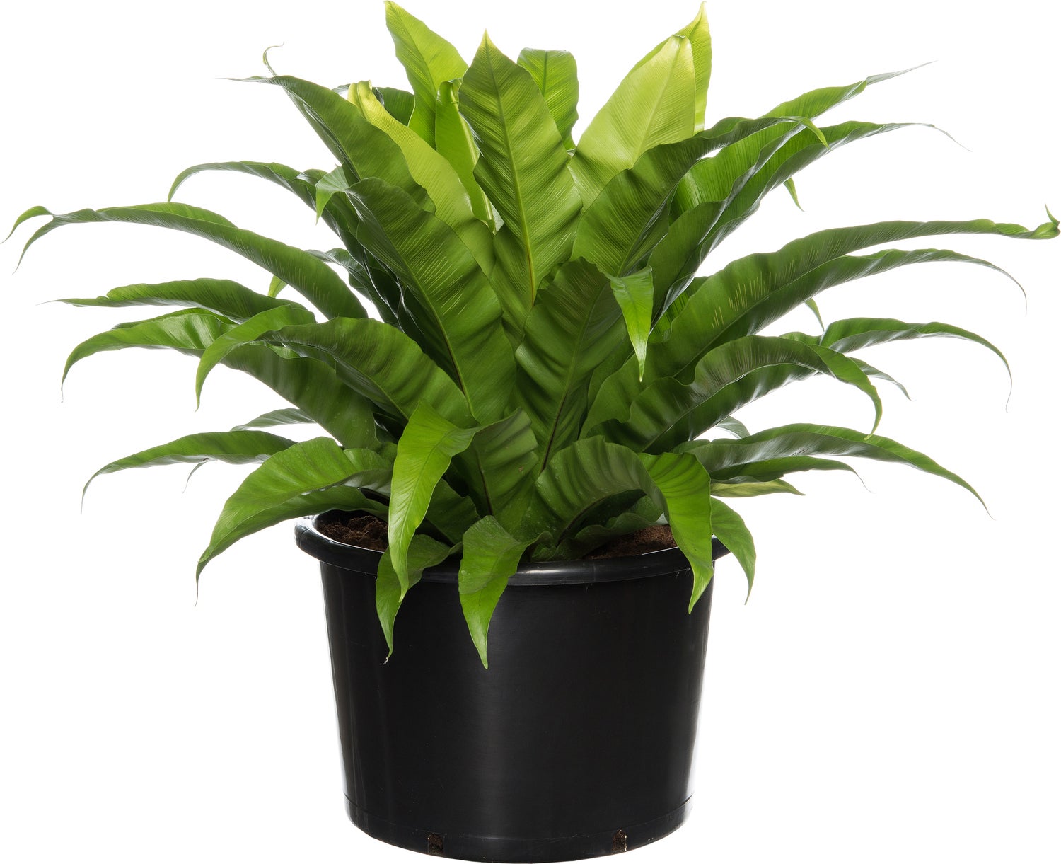 Nestvaren (Asplenium antiquum) D 37 H 80 cm
