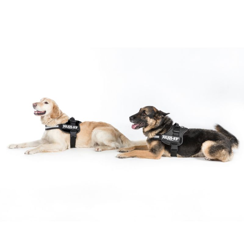 Harnais Julius-K9 Power, anthracite