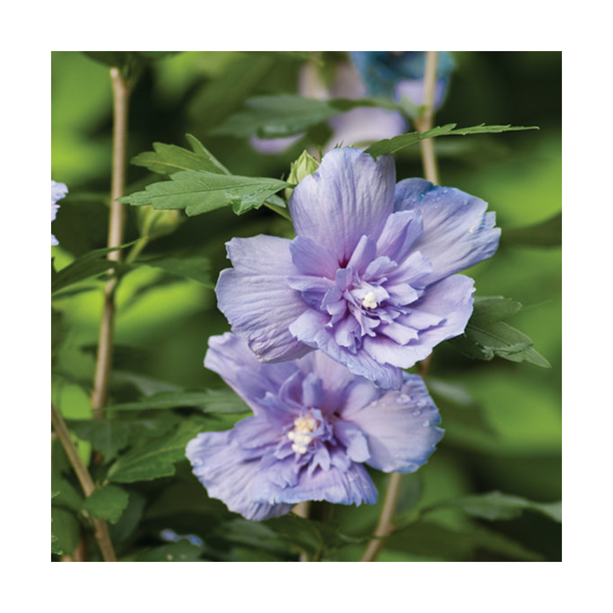 Hibiscus syriacus blue chiffon® 'notwoodthree'/hibiscus syriacus blue chiffon® 'notwoodthree'[-]pot de 7,5l - tigette