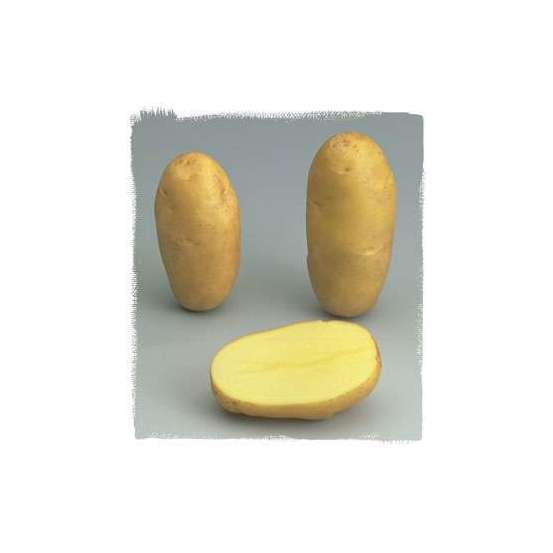 Plants de pommes de terre 'Samba' en clayette x60