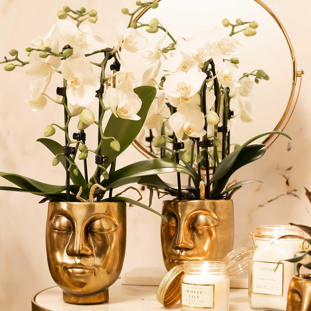 Orchidées colibri | orchidée phalaenopsis blanche - niagara fall - pot 9cm | plante d'intérieur en fleurs - fraîche du producteur