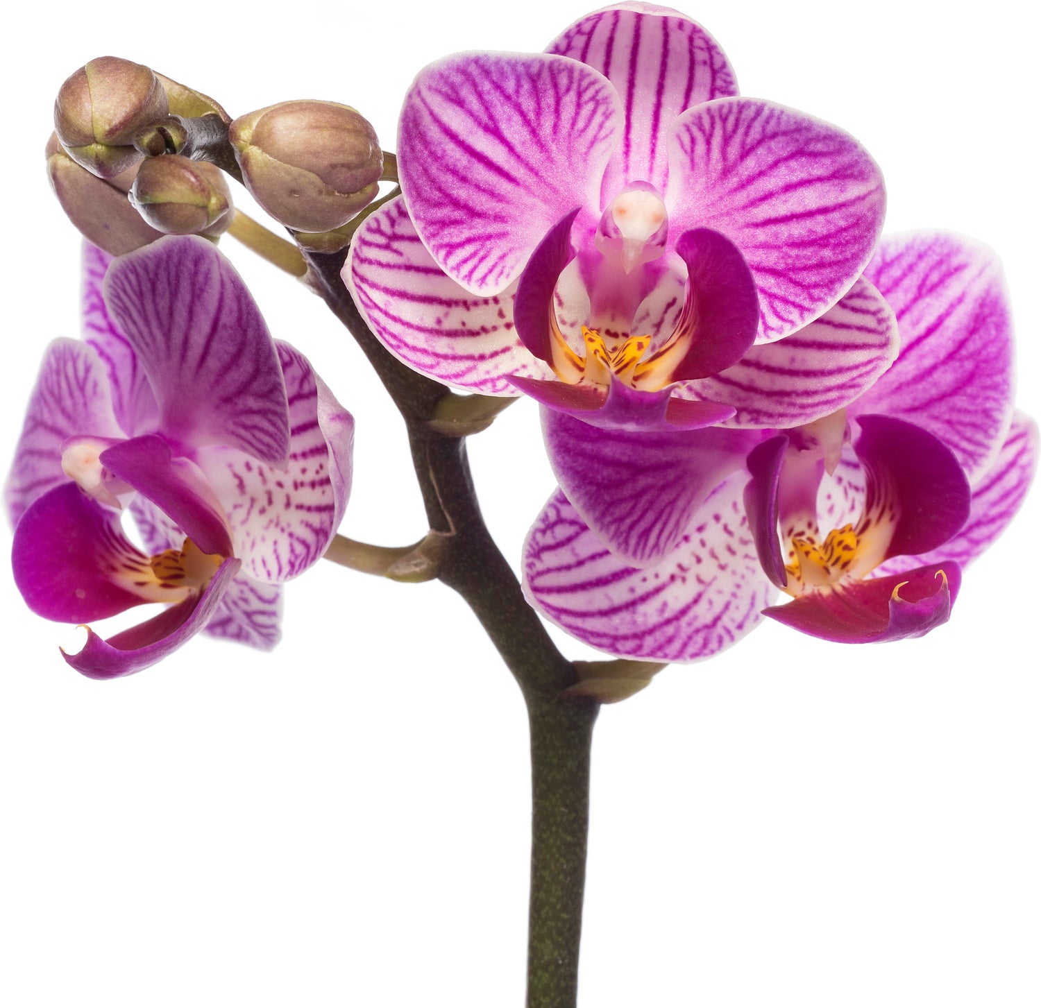 Vlinderorchidee (Phalaenopsis 'Little Lady') D 6 H 18 cm