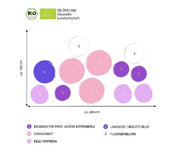 Bio Stauden-Set Insektenparadies Biene,