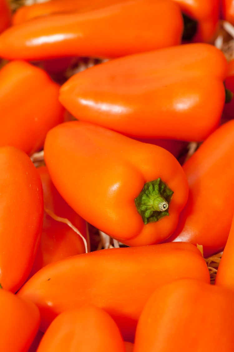 Snackpaprika (Capsicum annuum)