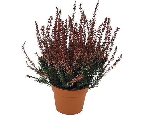 Heide (Calluna vulgaris) in gekleurde potten, Ø 10 cm