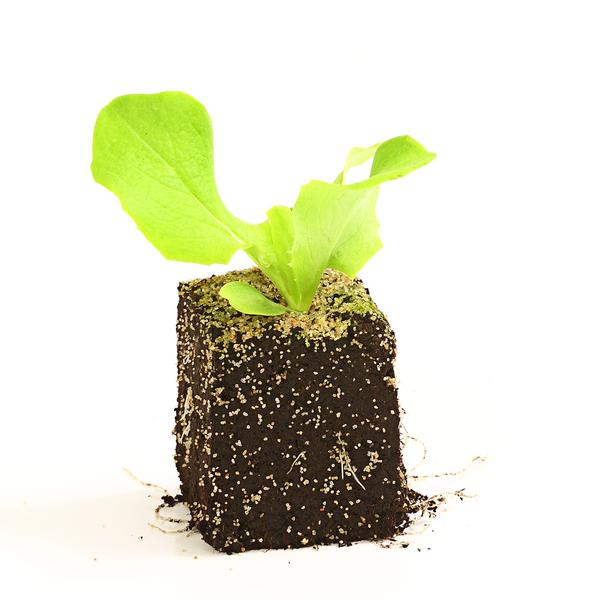 Dehner Gourmet Garten Butterkopfsalat, 6er