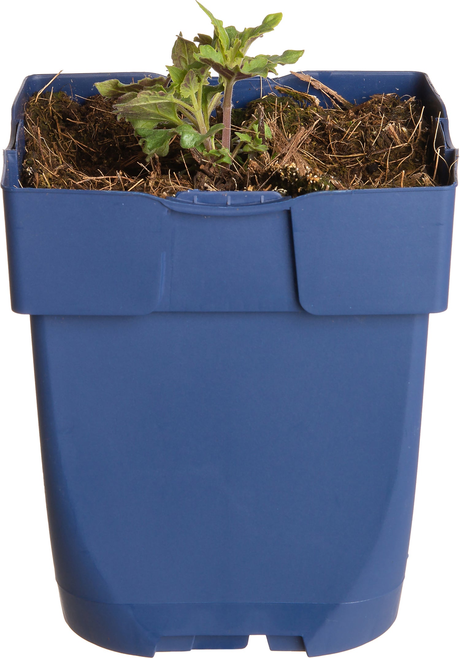 Dropplant (Agastache 'Fleur') D 11 H 10 cm