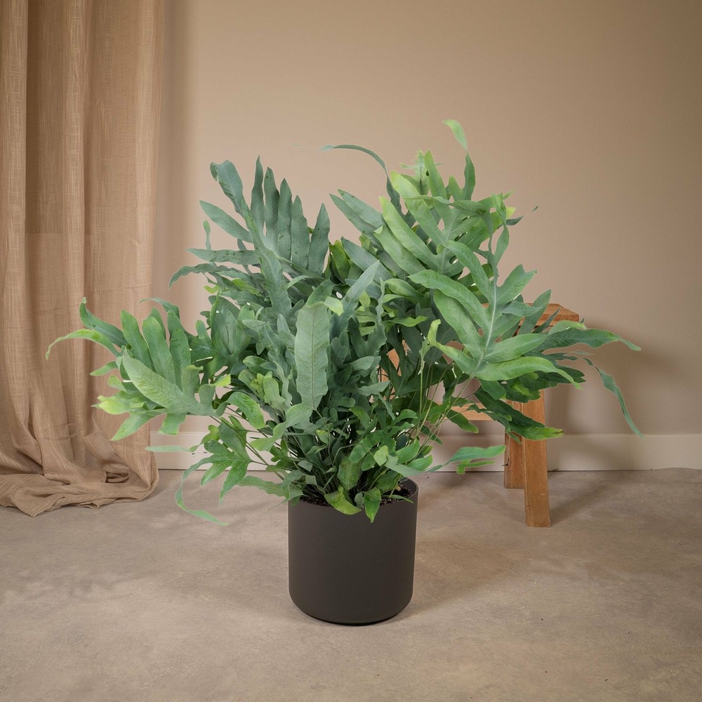 Plante d'intérieur - phlebodium blue star h50.0cm 50.0cm